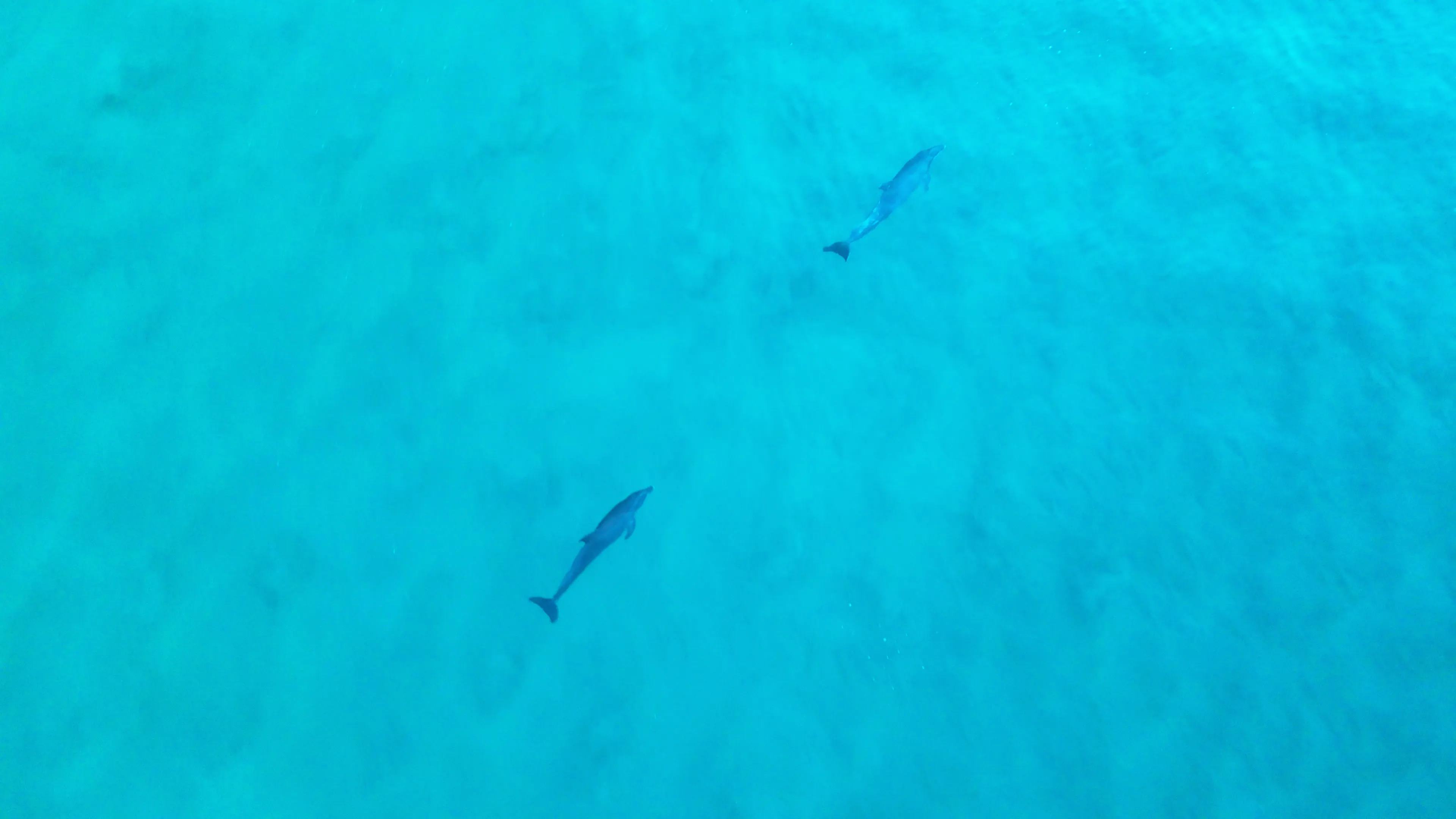 Excursión de pesca de altura desde la bahía de Zihuatanejo