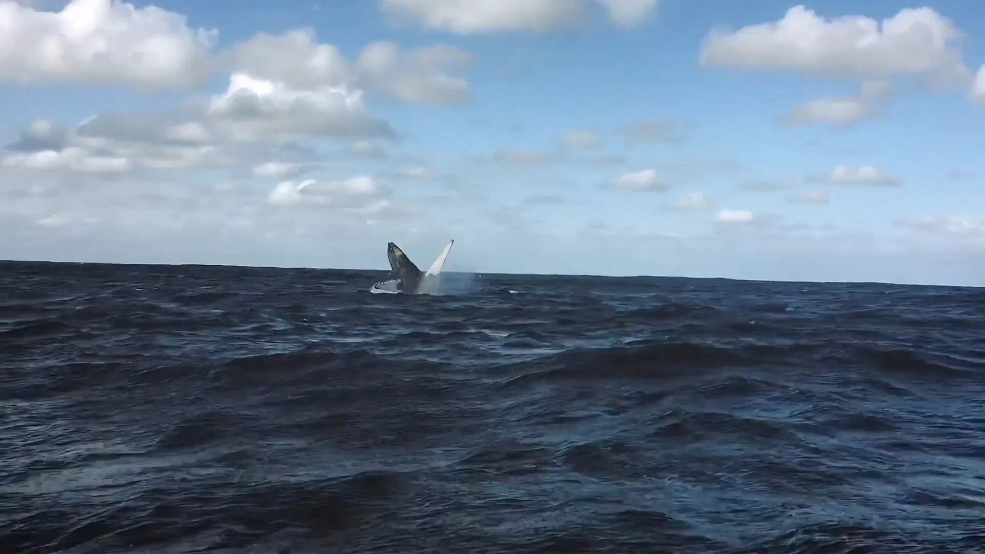 Avistamiento de ballenas frente a la costa de Zihuatanejo